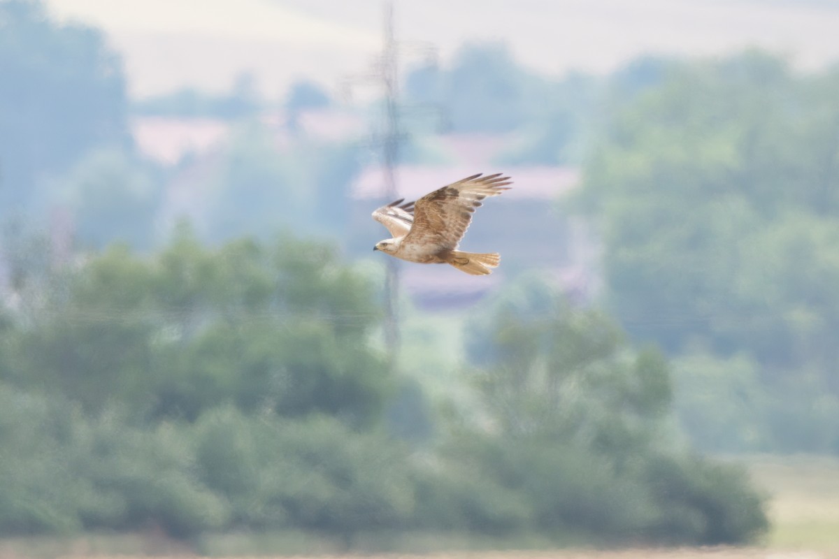 Long-legged Buzzard - ML638173672
