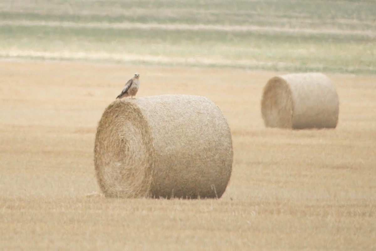 Long-legged Buzzard - ML638173673