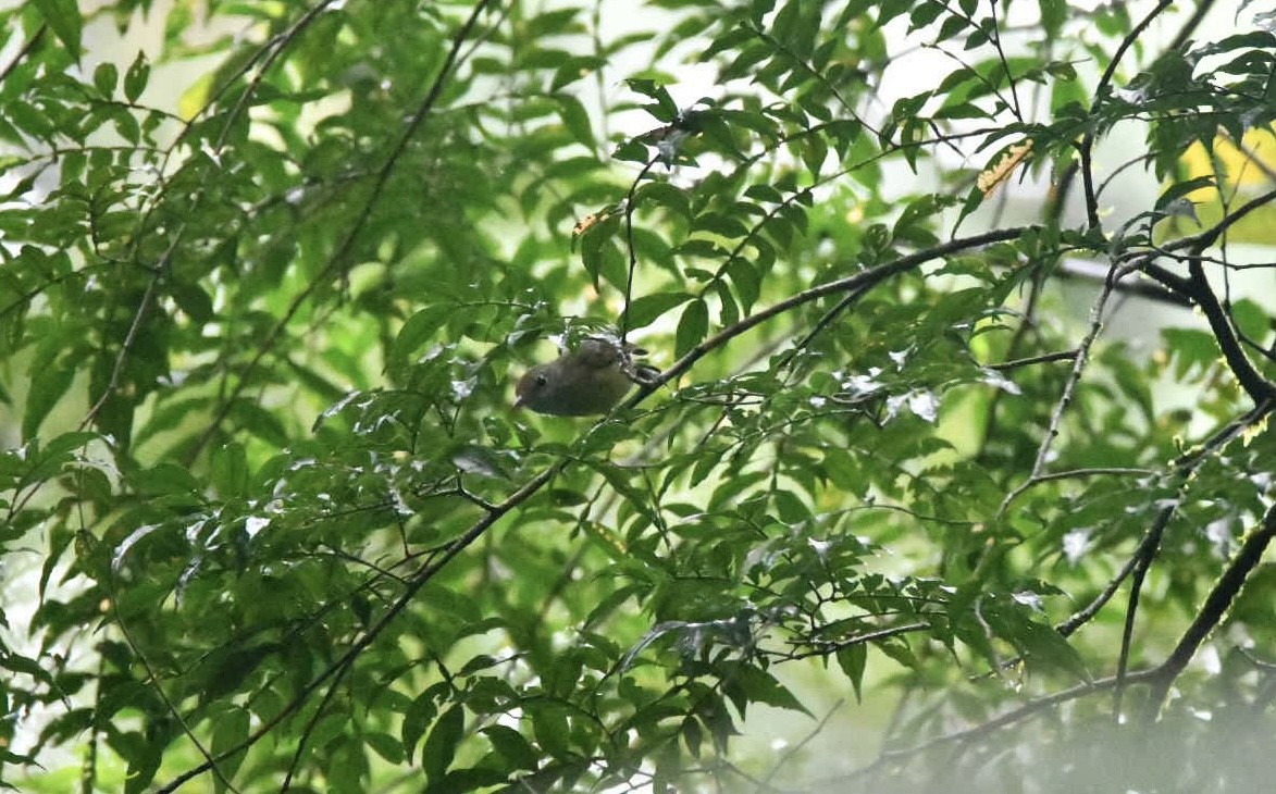 Fuchsscheitelvireo - ML638173739