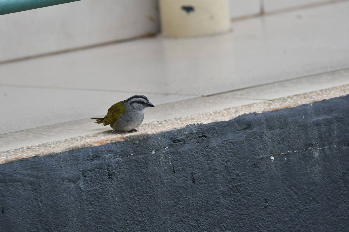 Black-striped Sparrow - ML638173756
