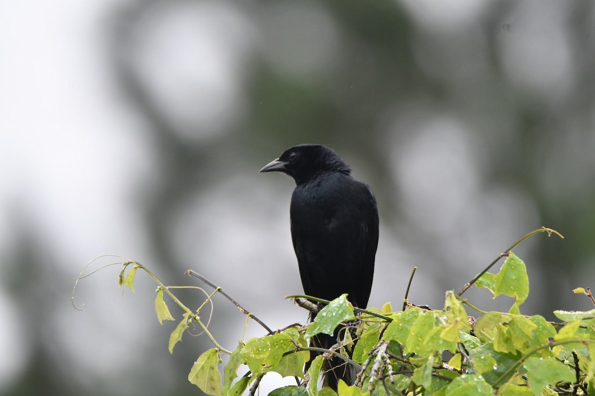 Melodious Blackbird - ML638173795