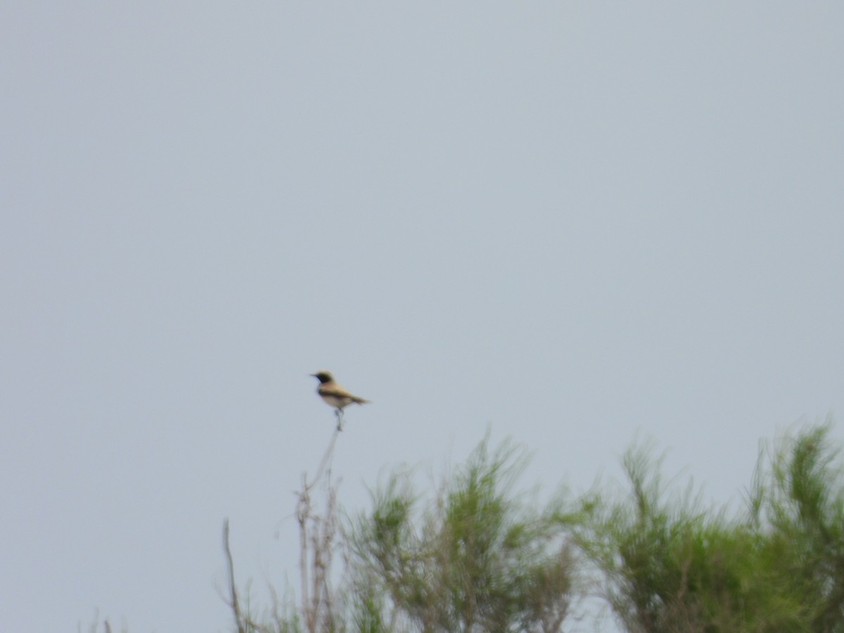 Asian Desert Warbler - ML638173817