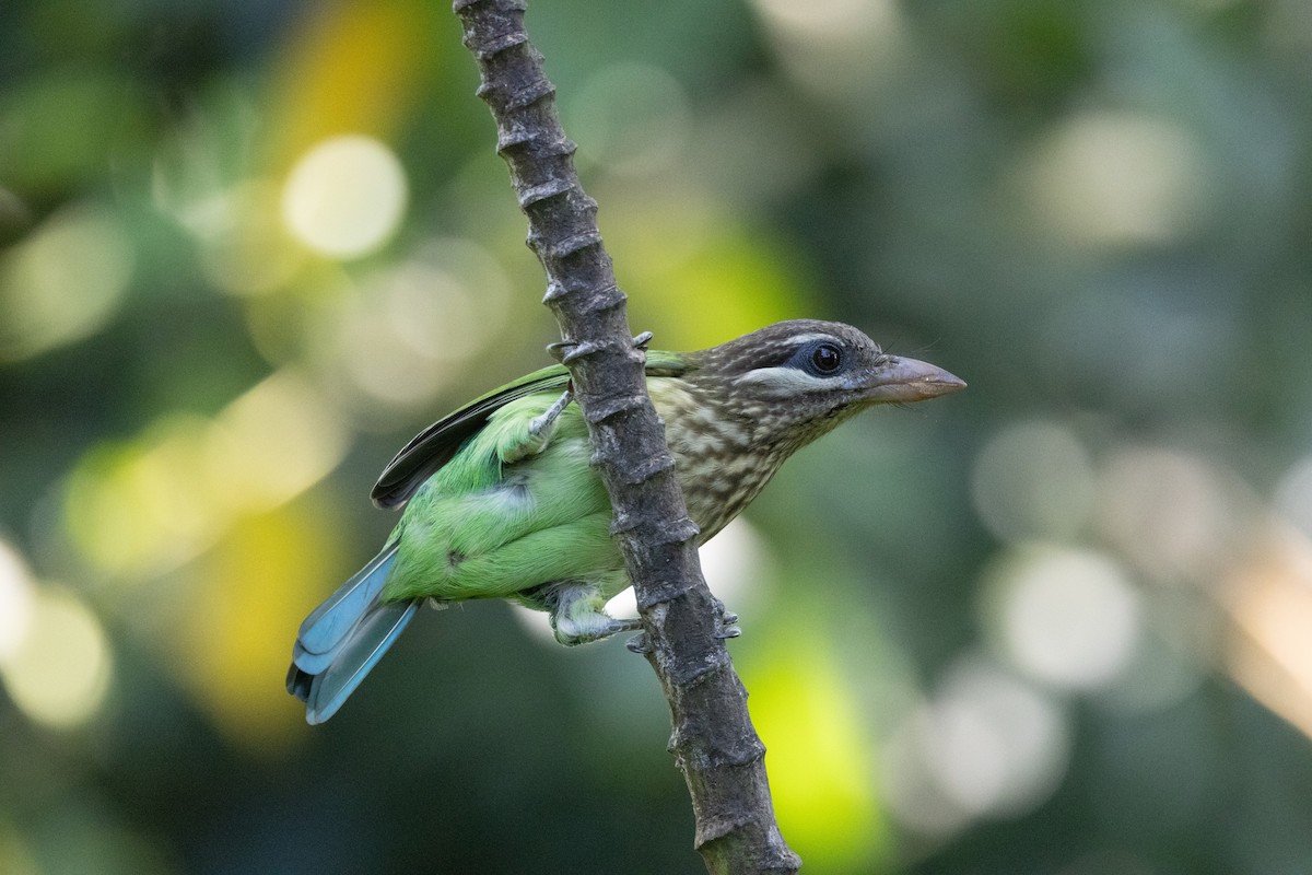 White-cheeked Barbet - ML638173820
