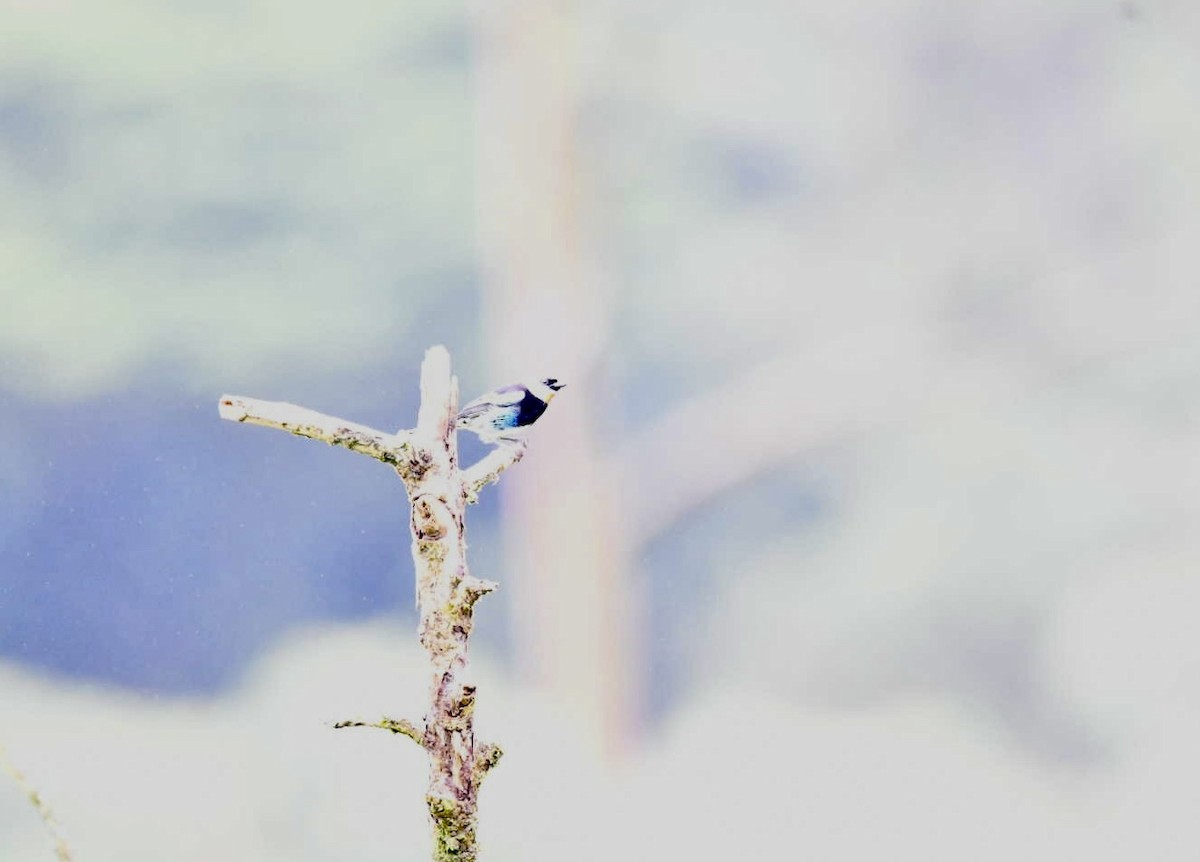 Golden-hooded Tanager - ML638173832