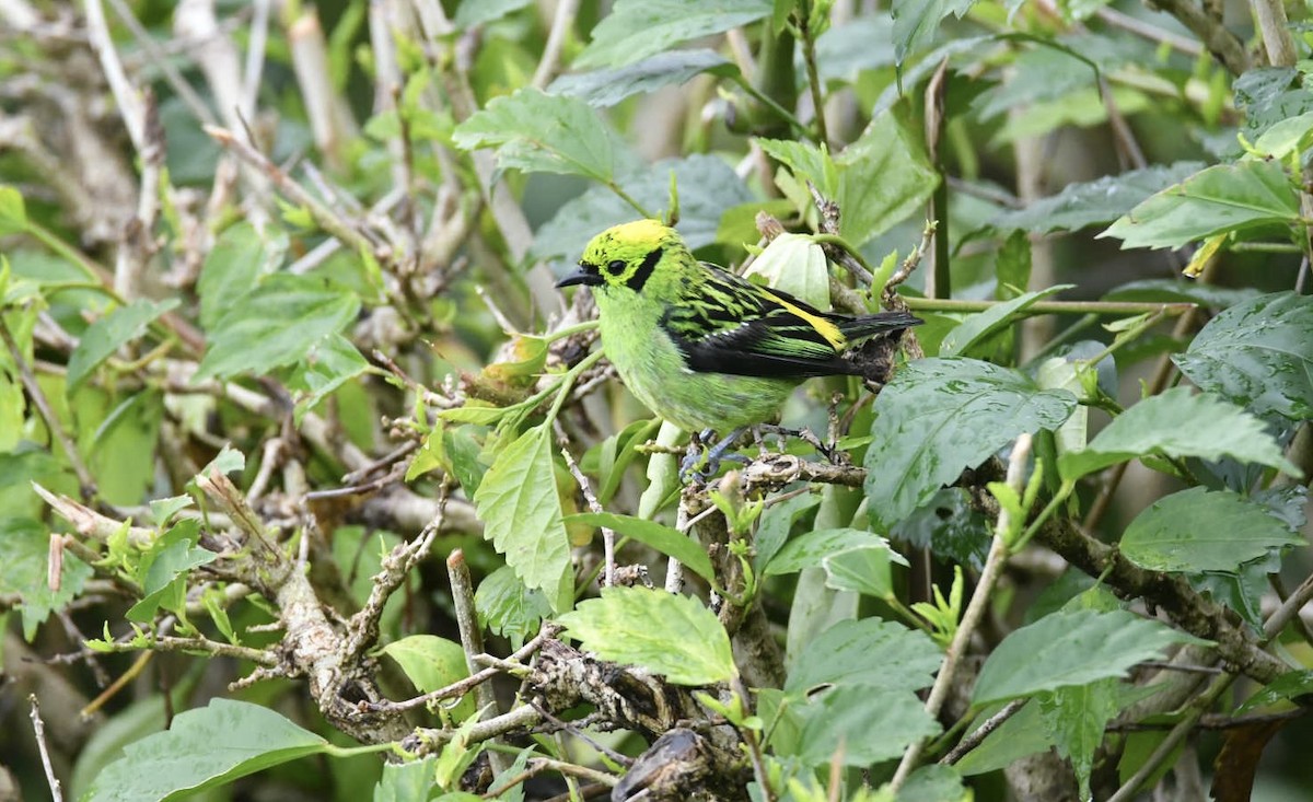 Emerald Tanager - ML638173839