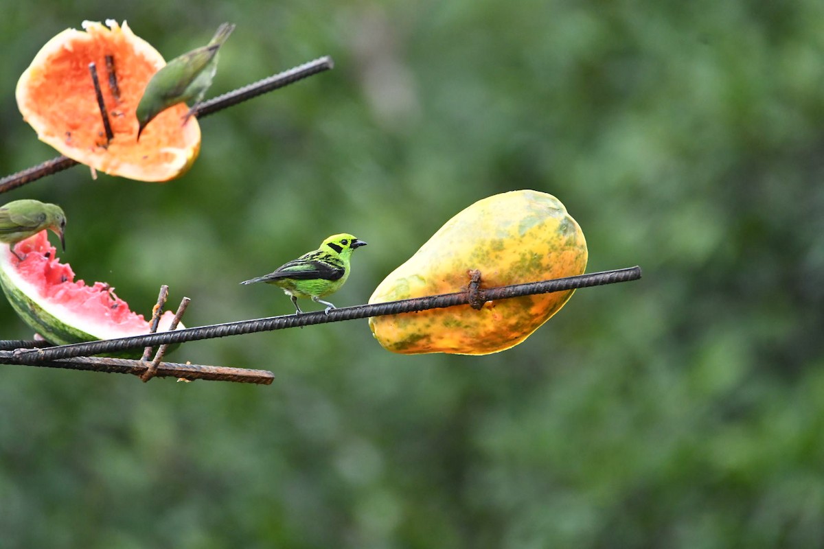 Emerald Tanager - ML638173840