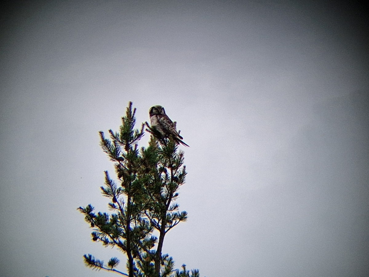 Northern Hawk Owl - ML638173842