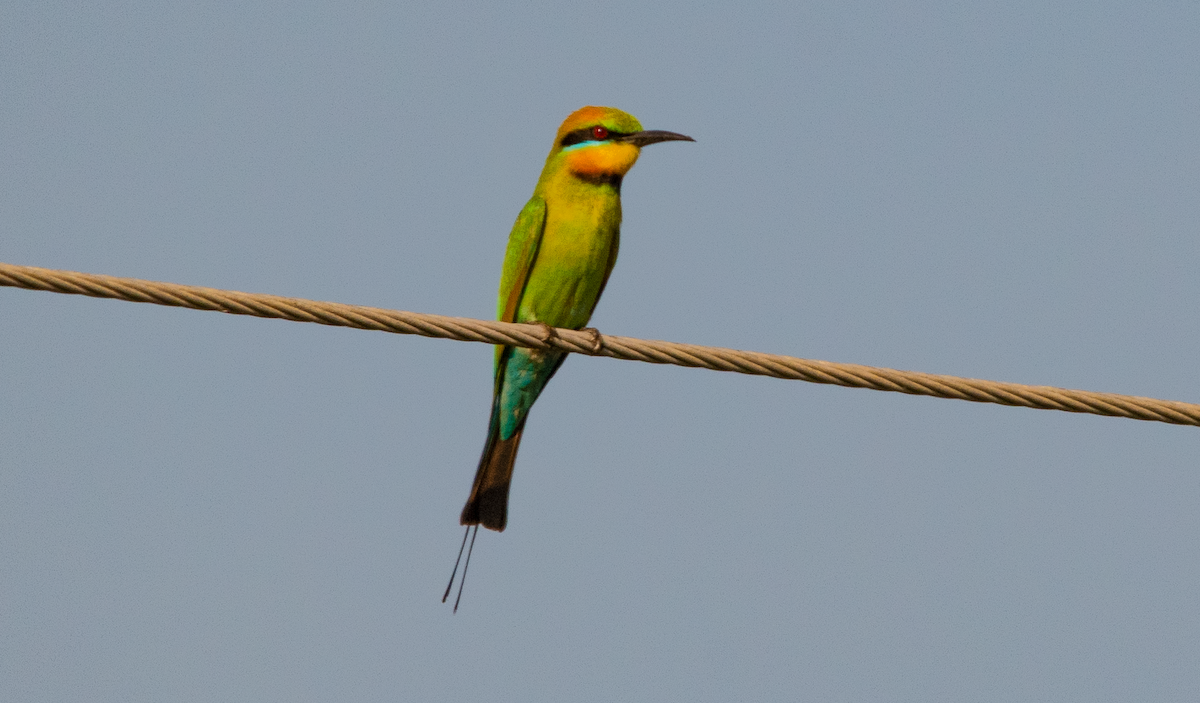 Rainbow Bee-eater - ML638173845