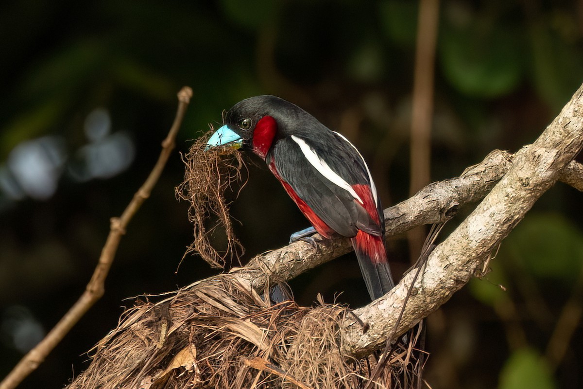 Black-and-red Broadbill - ML638173853