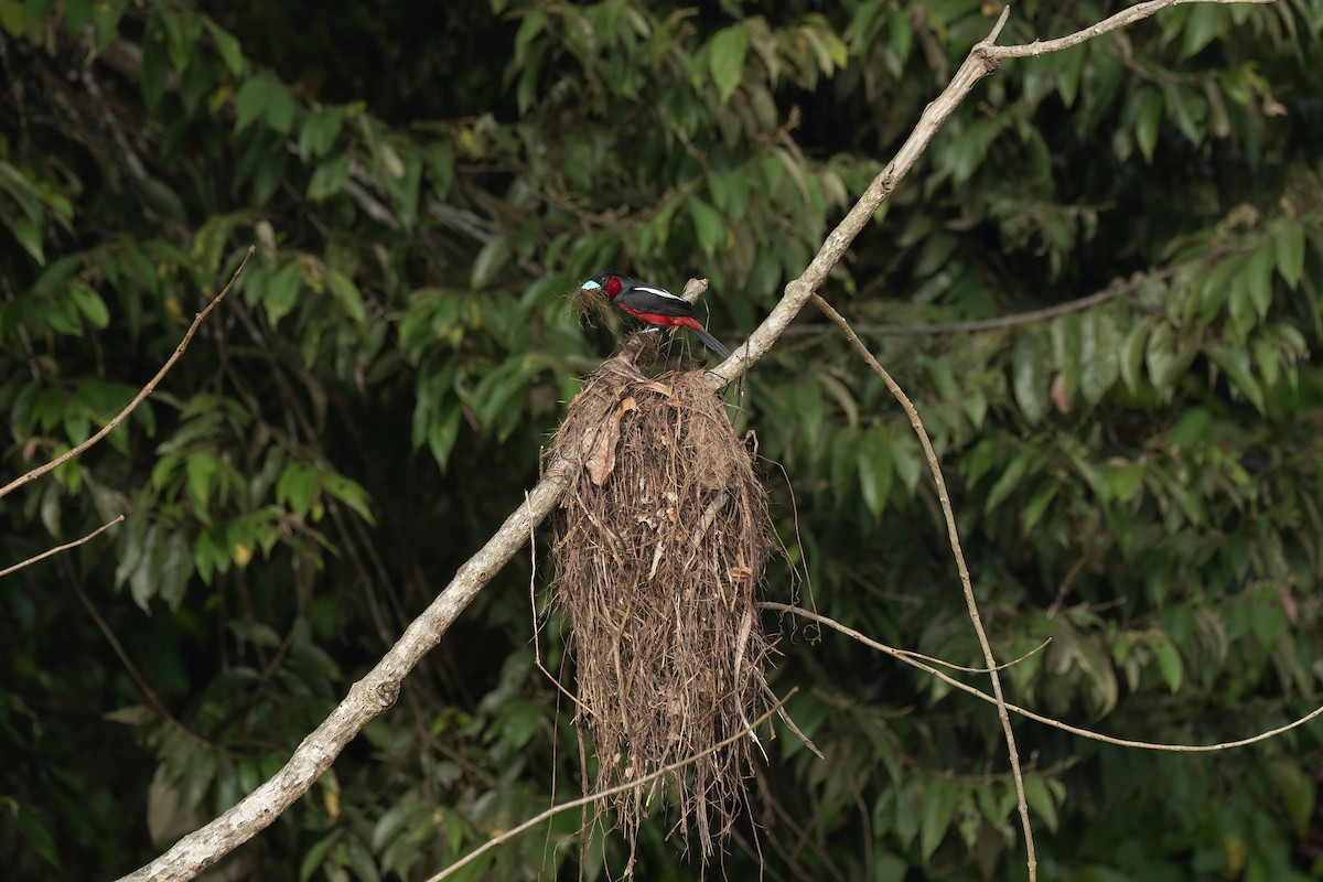 Black-and-red Broadbill - ML638173854