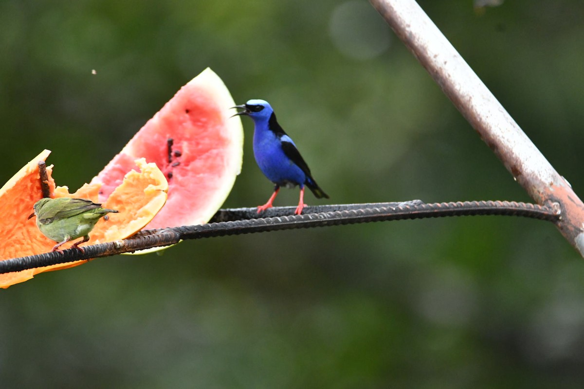 Red-legged Honeycreeper - ML638173855