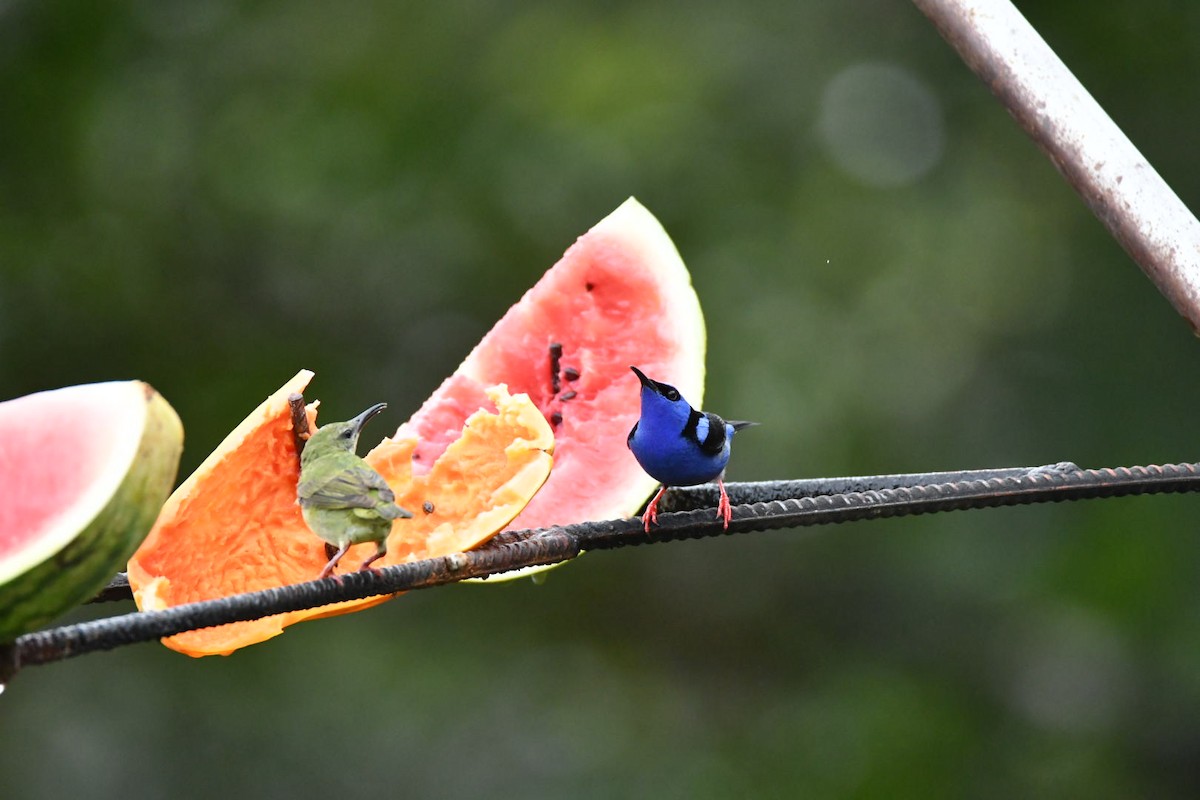 Red-legged Honeycreeper - ML638173856