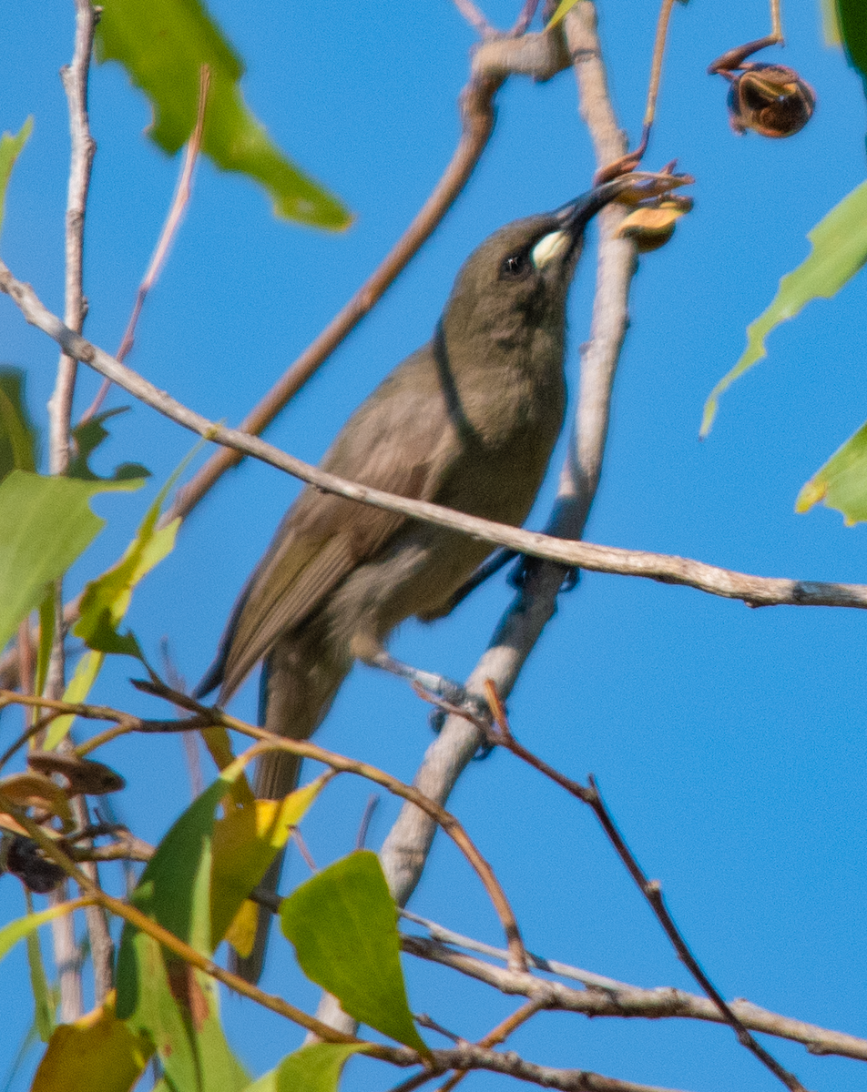 White-gaped Honeyeater - ML638173862