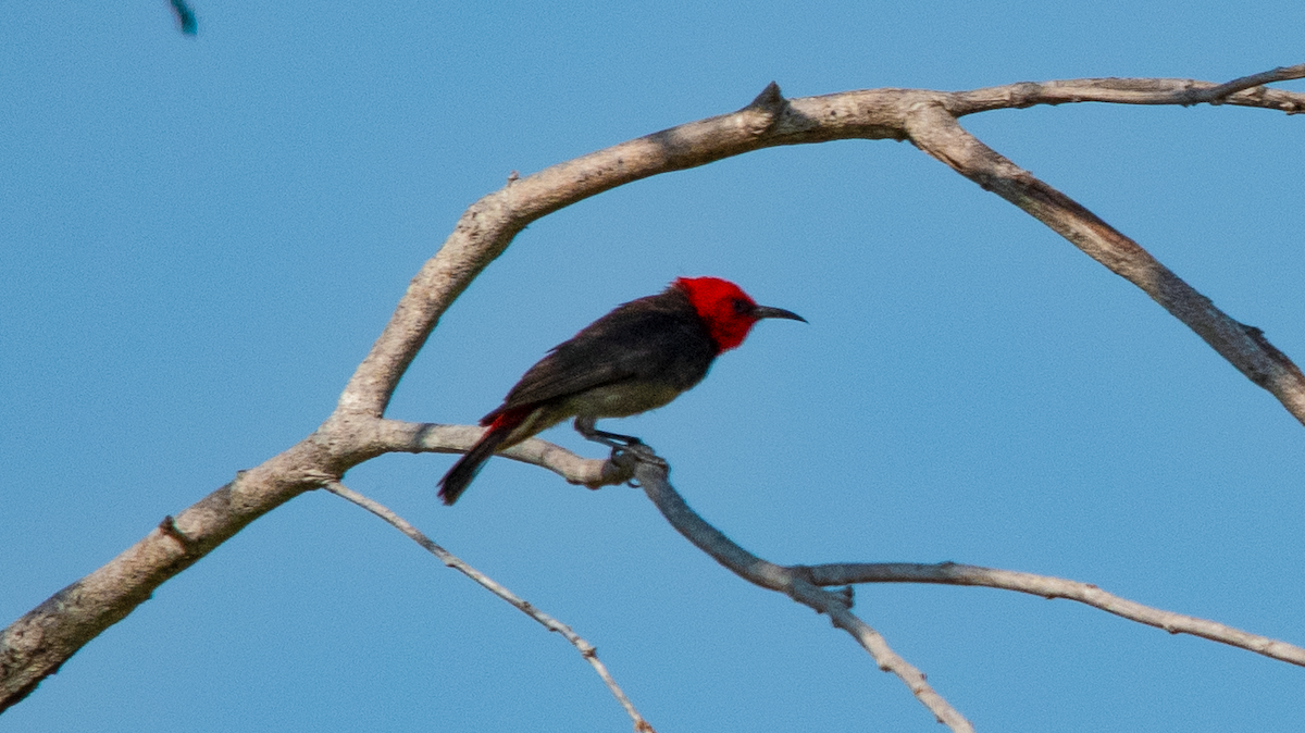 Red-headed Myzomela - ML638173864