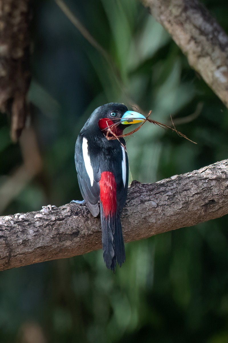 Black-and-red Broadbill - ML638173865