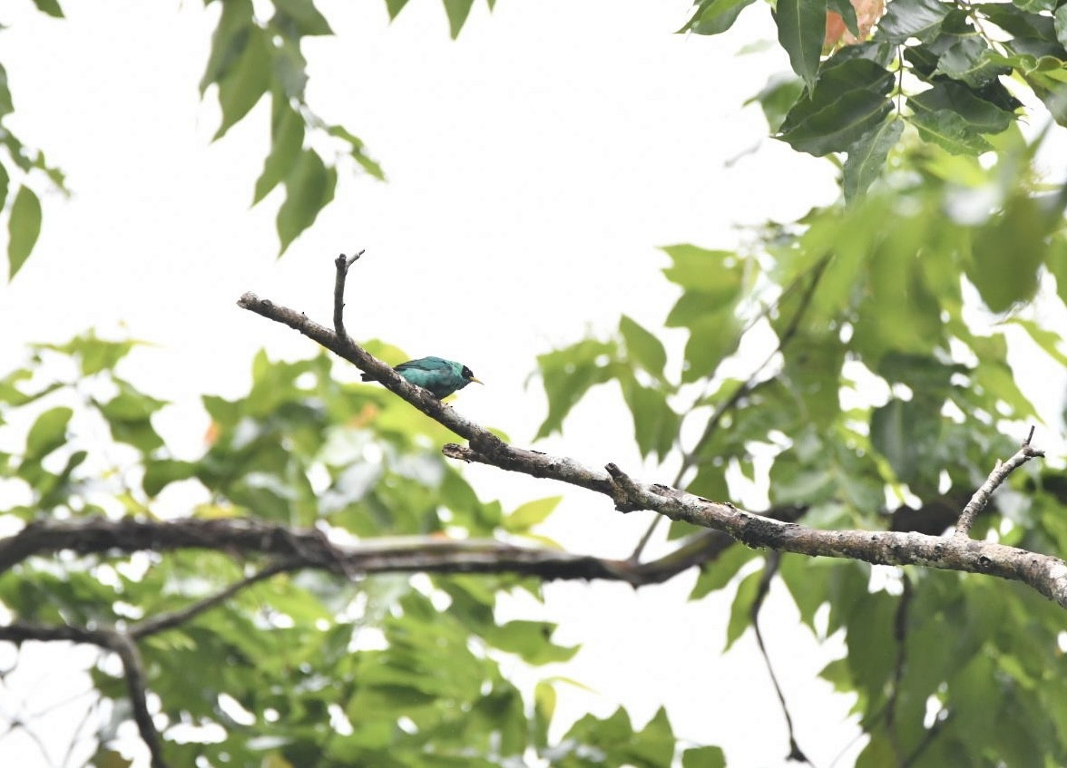 Green Honeycreeper - ML638173868