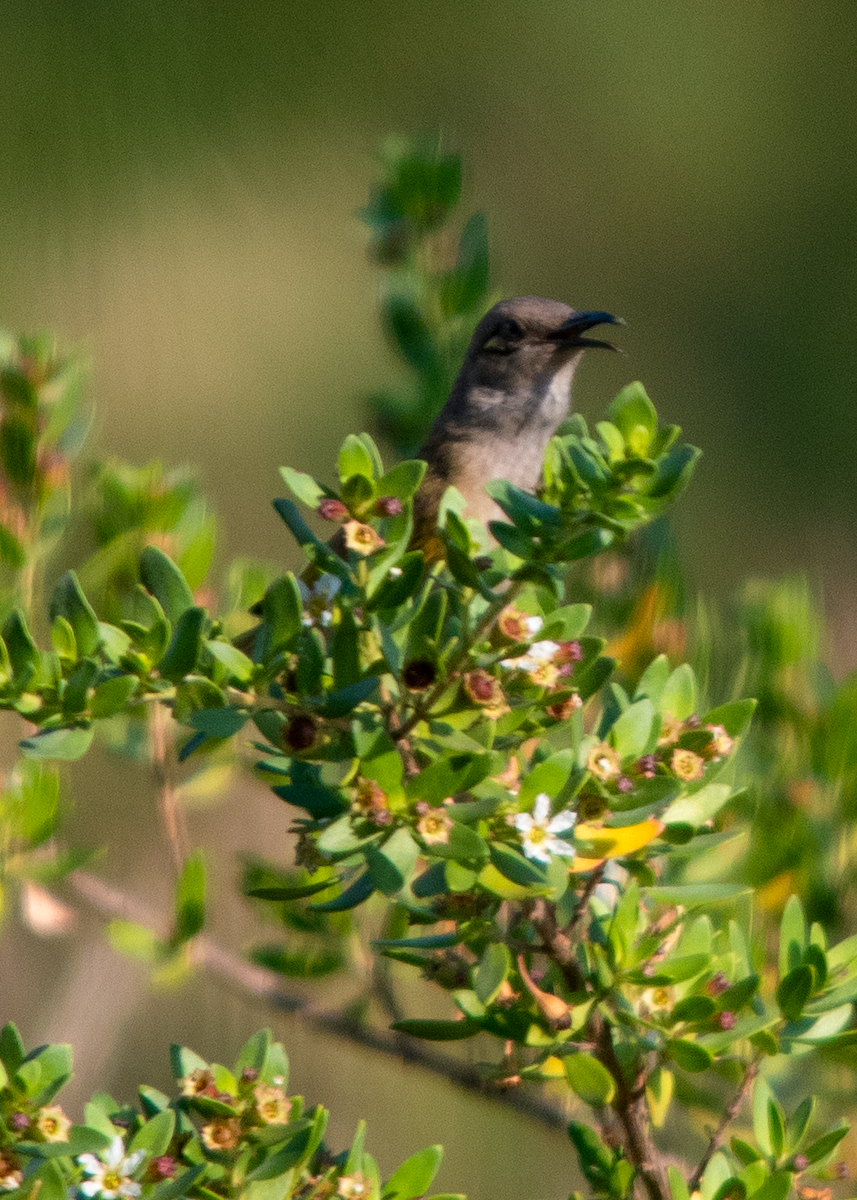 Brown Honeyeater - ML638173869