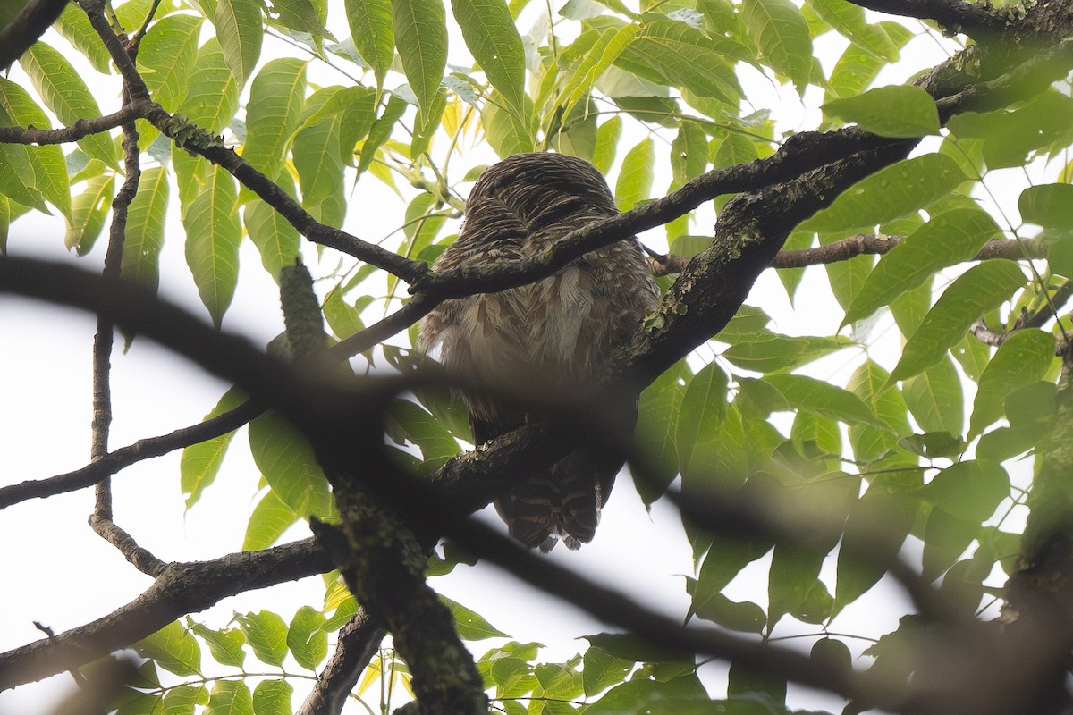 Asian Barred Owlet - ML638173877