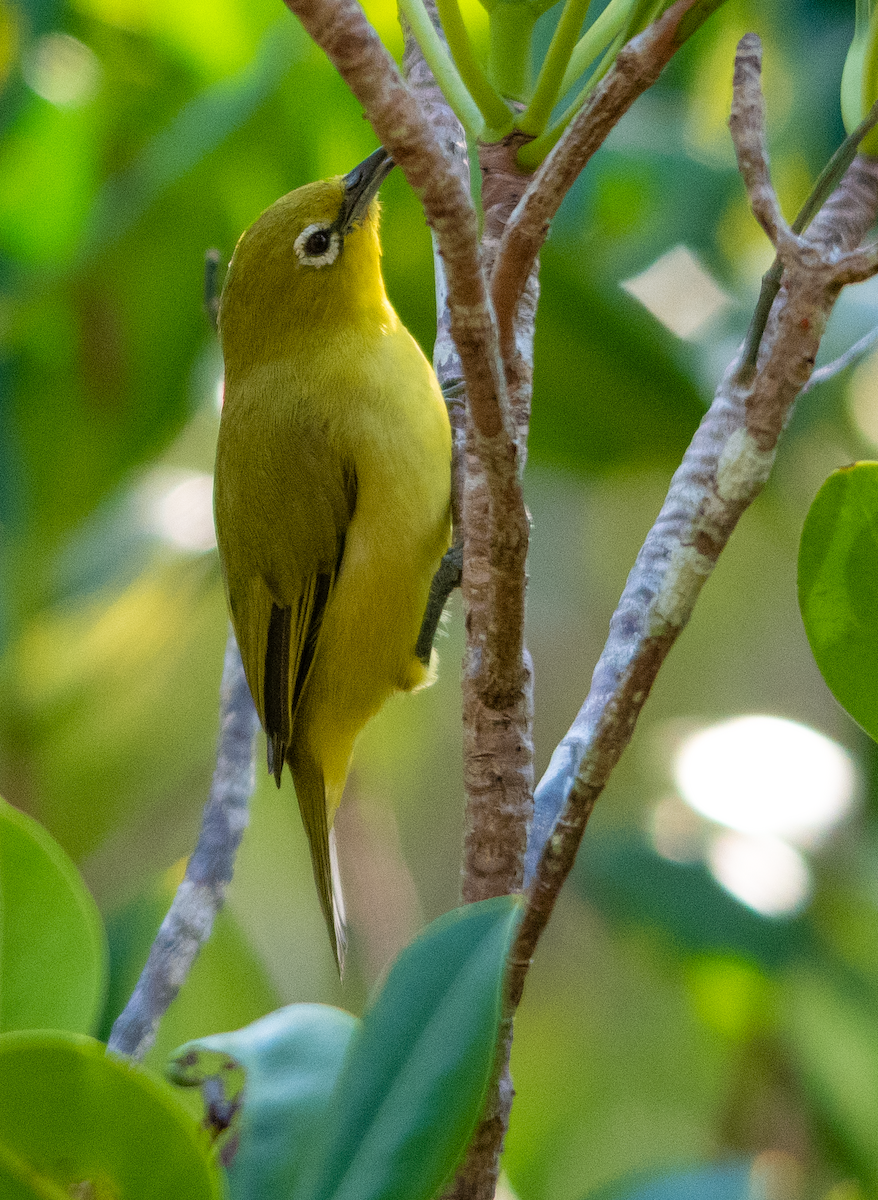 Australian Yellow White-eye - ML638173881
