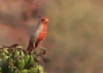 Pyrrhuloxia - ML638173883