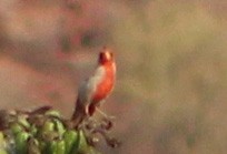 Pyrrhuloxia - ML638173884