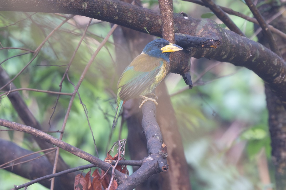Great Barbet - ML638173894