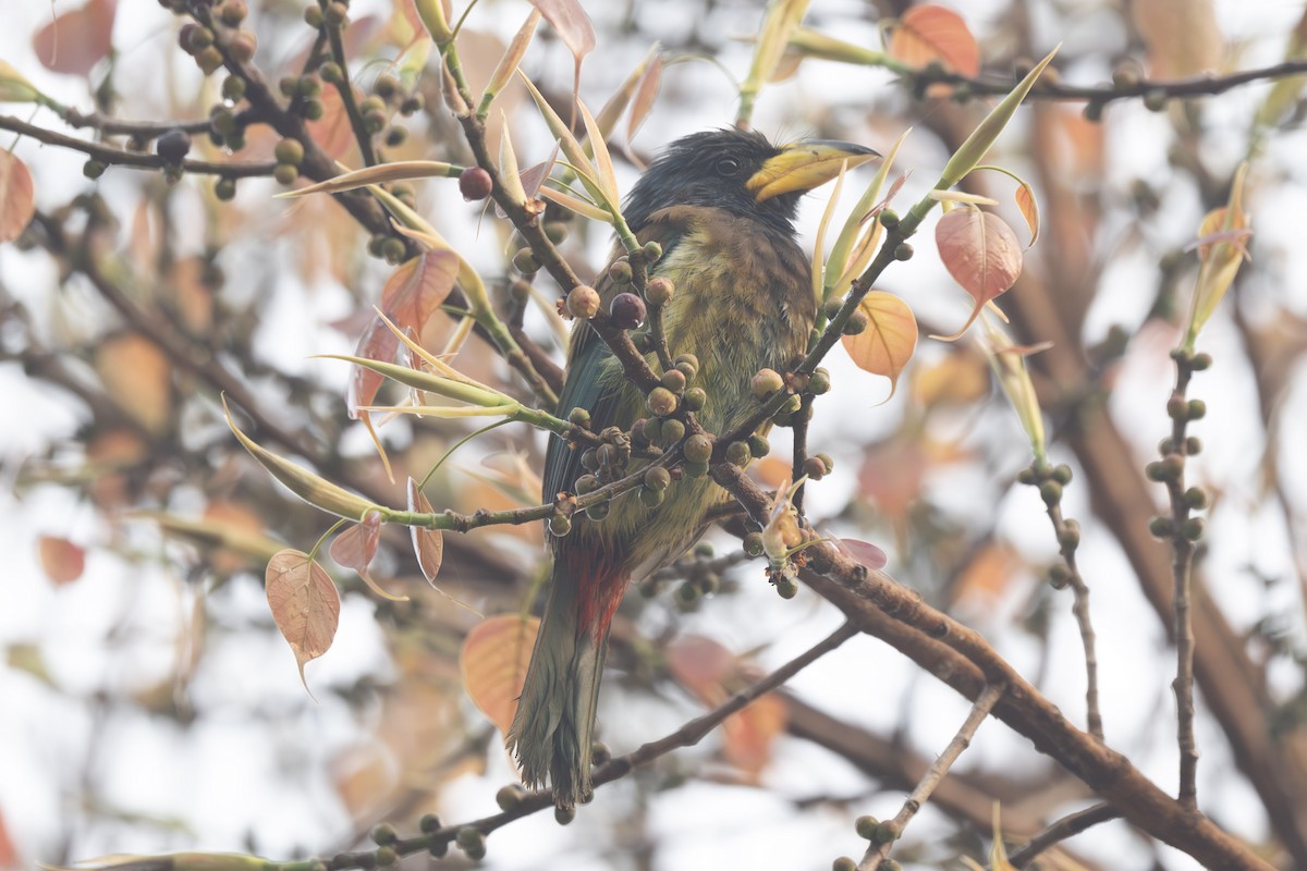 Great Barbet - ML638173895