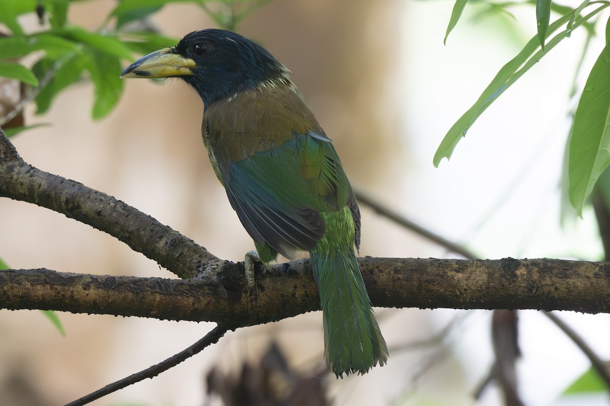 Great Barbet - ML638173899