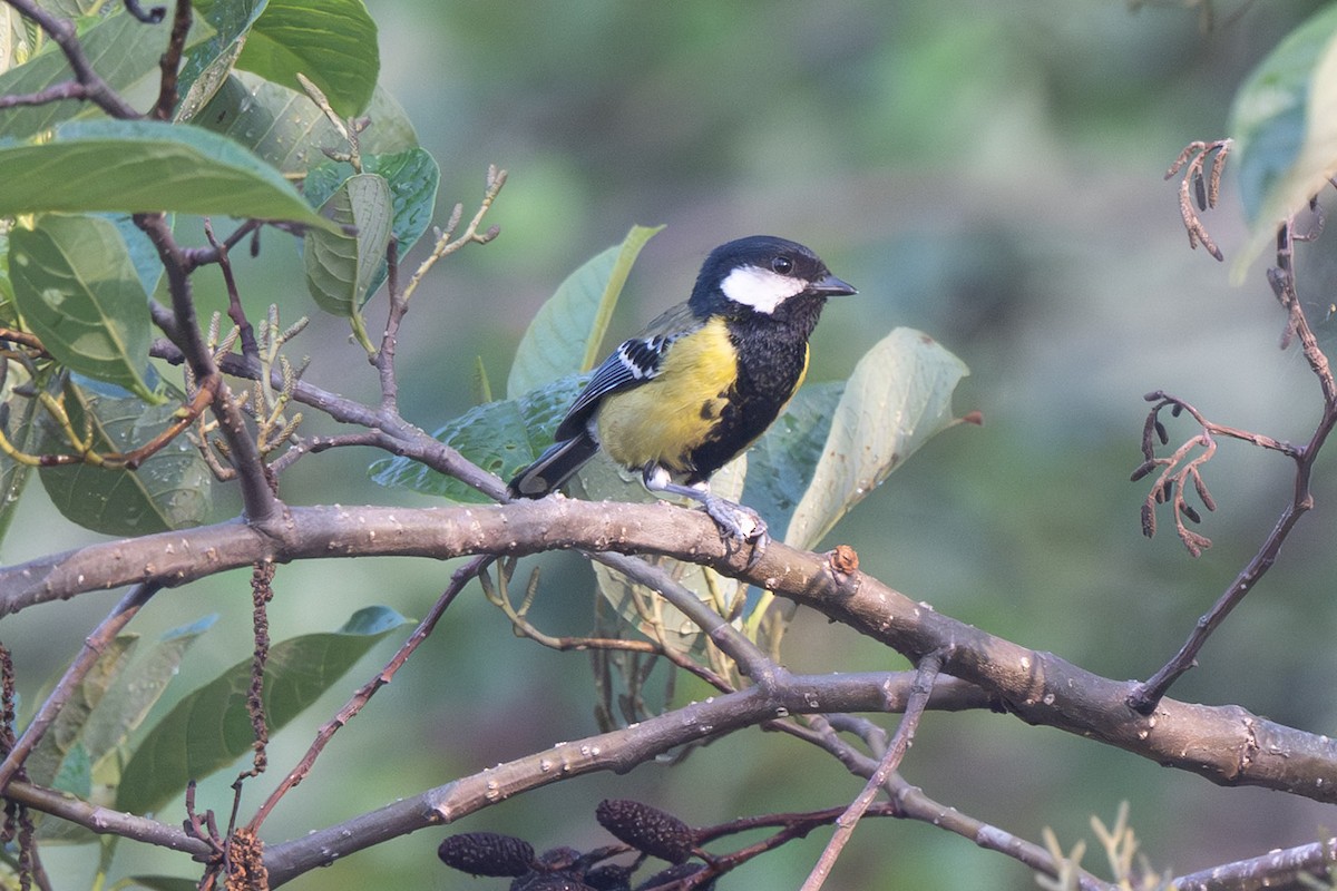 Green-backed Tit - ML638173905
