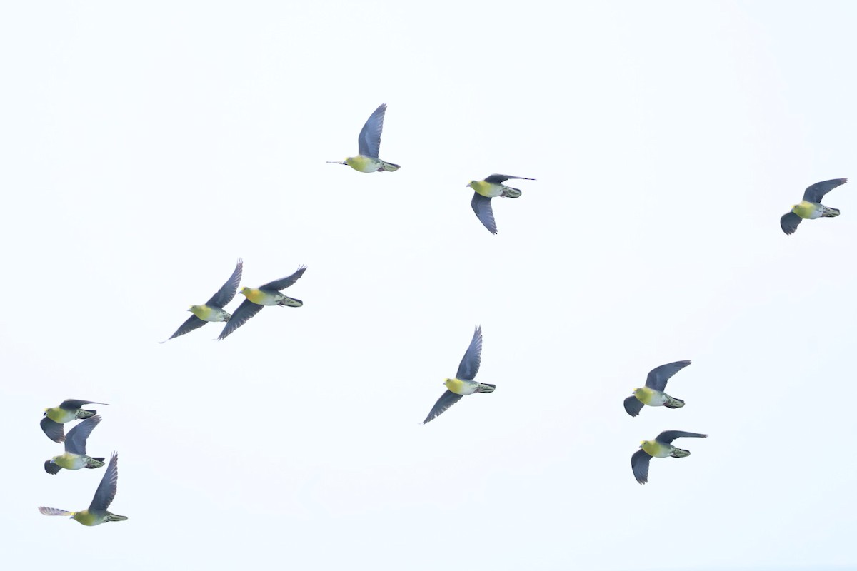 White-bellied Green-Pigeon - ML638173920