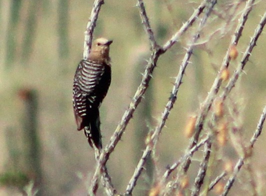 Gila Woodpecker - ML638173928