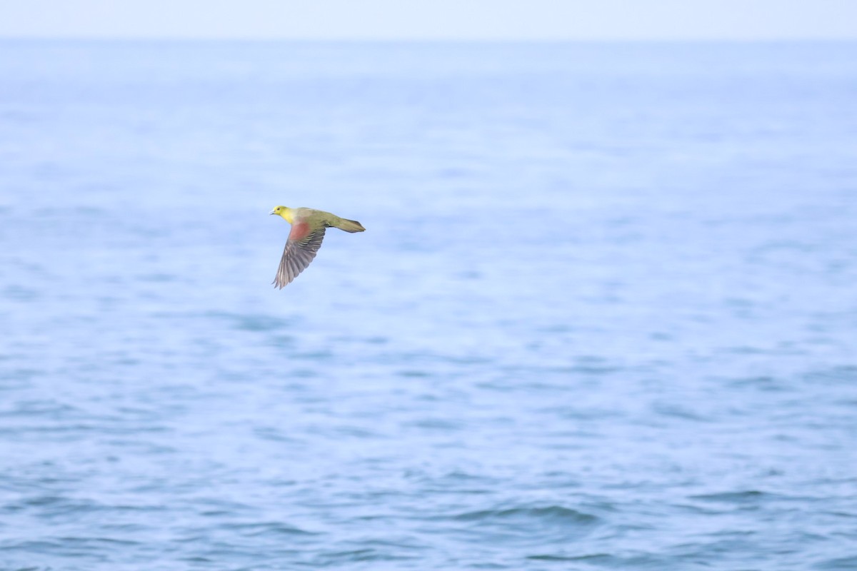 White-bellied Green-Pigeon - ML638173944