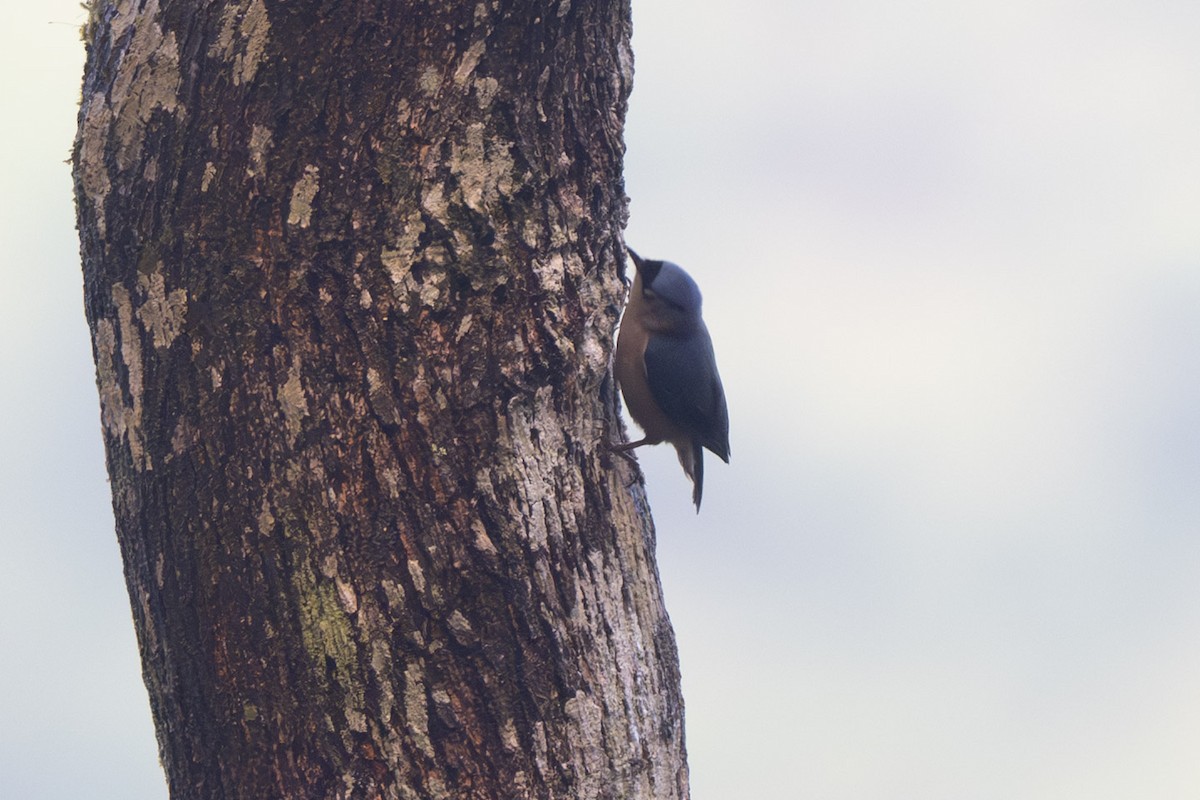 Velvet-fronted Nuthatch - ML638173956