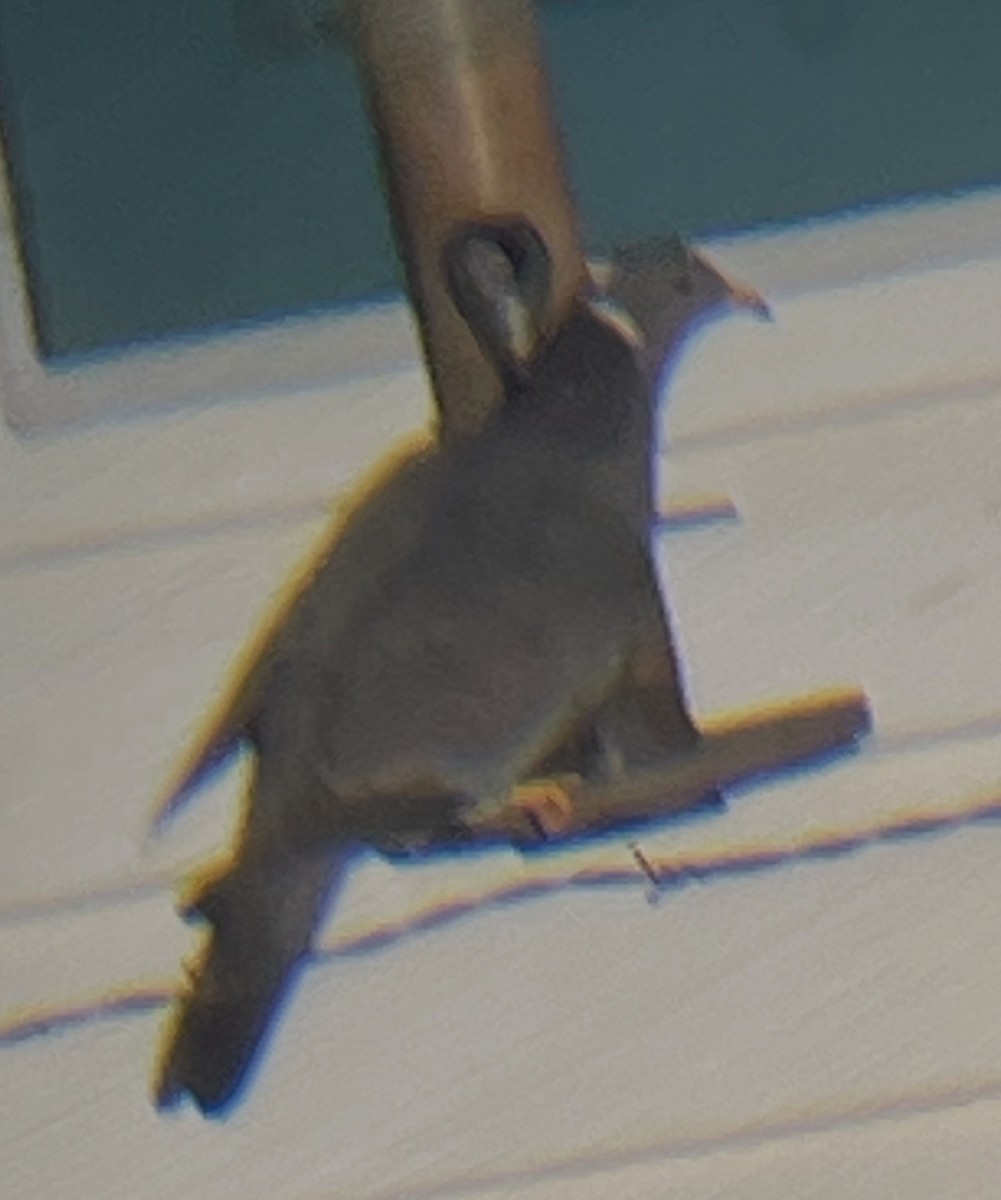 Band-tailed Pigeon - ML638173957