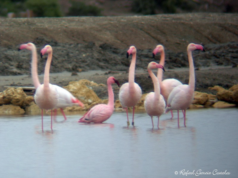 Lesser Flamingo - ML638173963