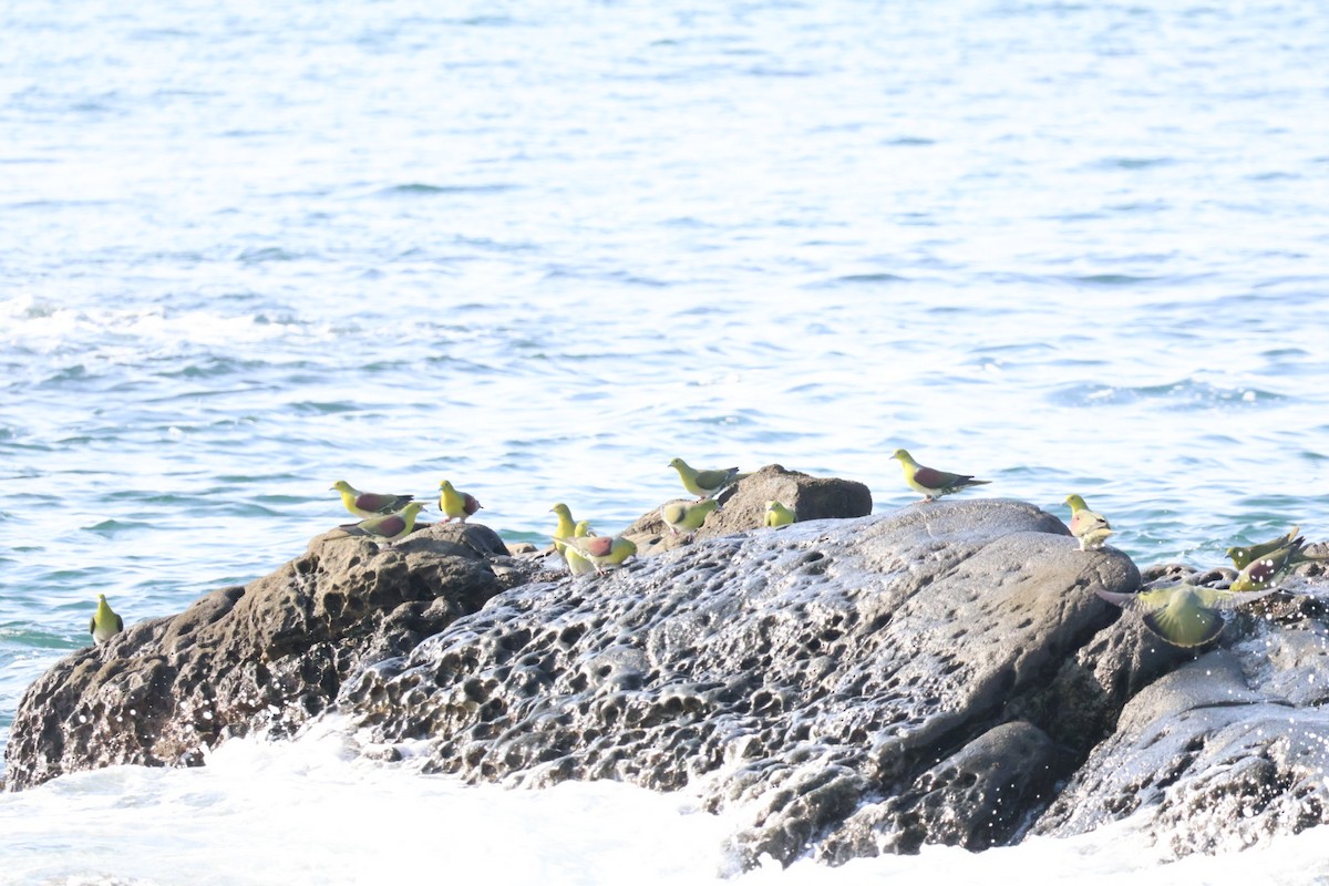 White-bellied Green-Pigeon - ML638173979