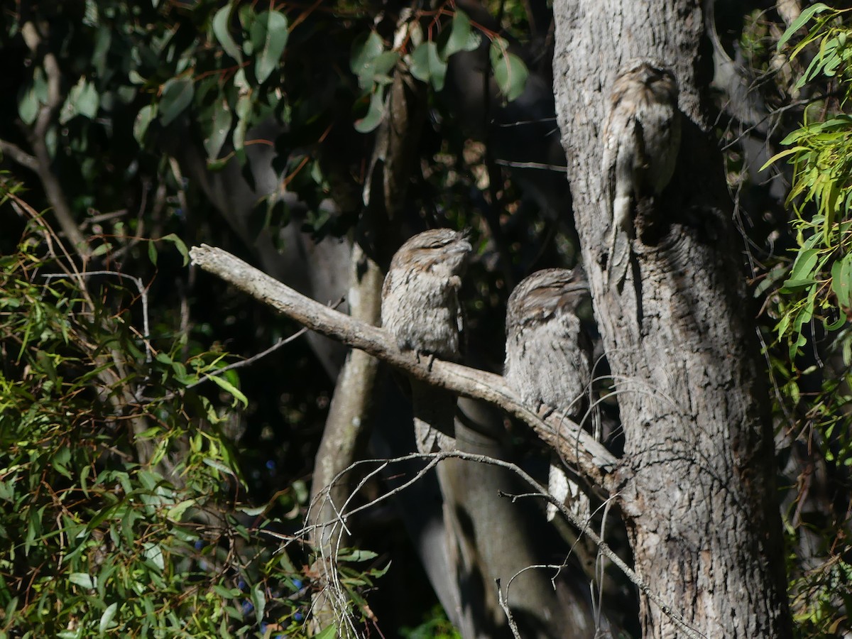 Tawny Frogmouth - ML638173992