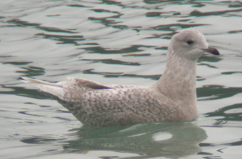 racek polární - ML638174000