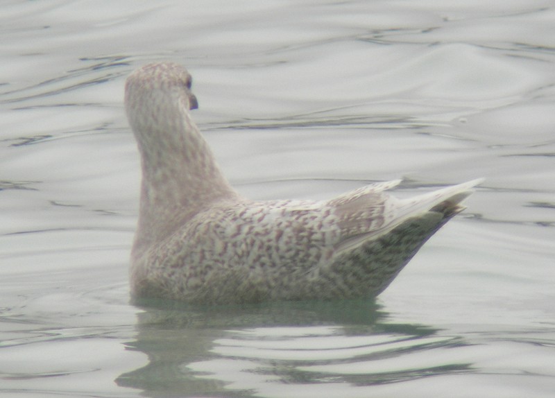racek polární - ML638174003