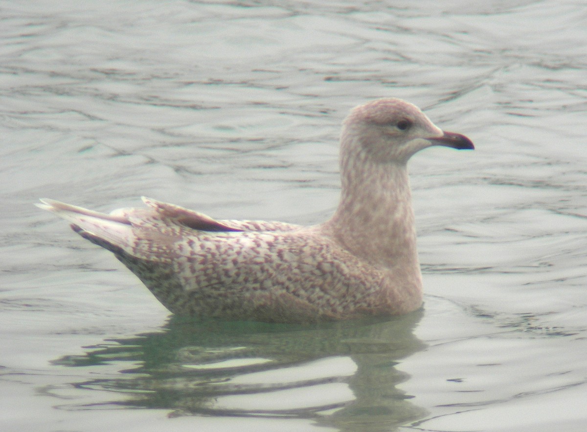 racek polární - ML638174009