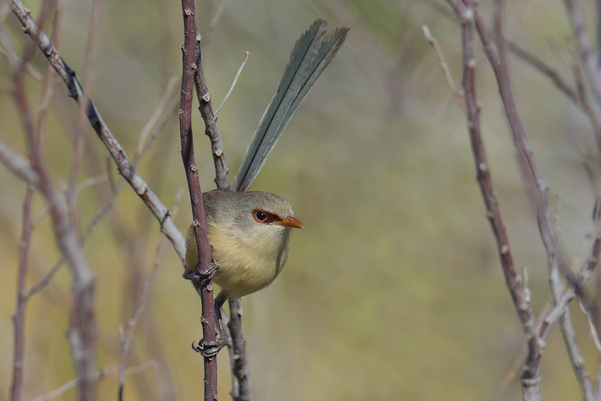 Purple-backed Fairywren - ML638174011