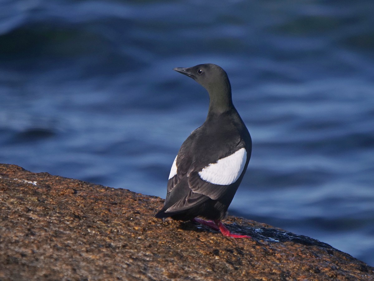Black Guillemot - ML638174028