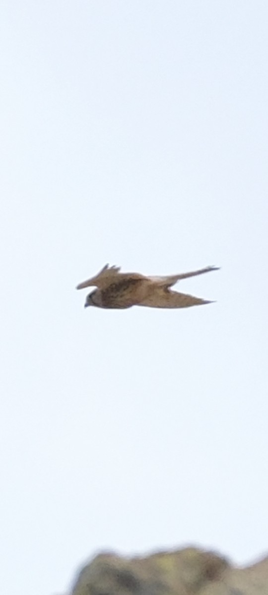 Lanner Falcon - ML638174033