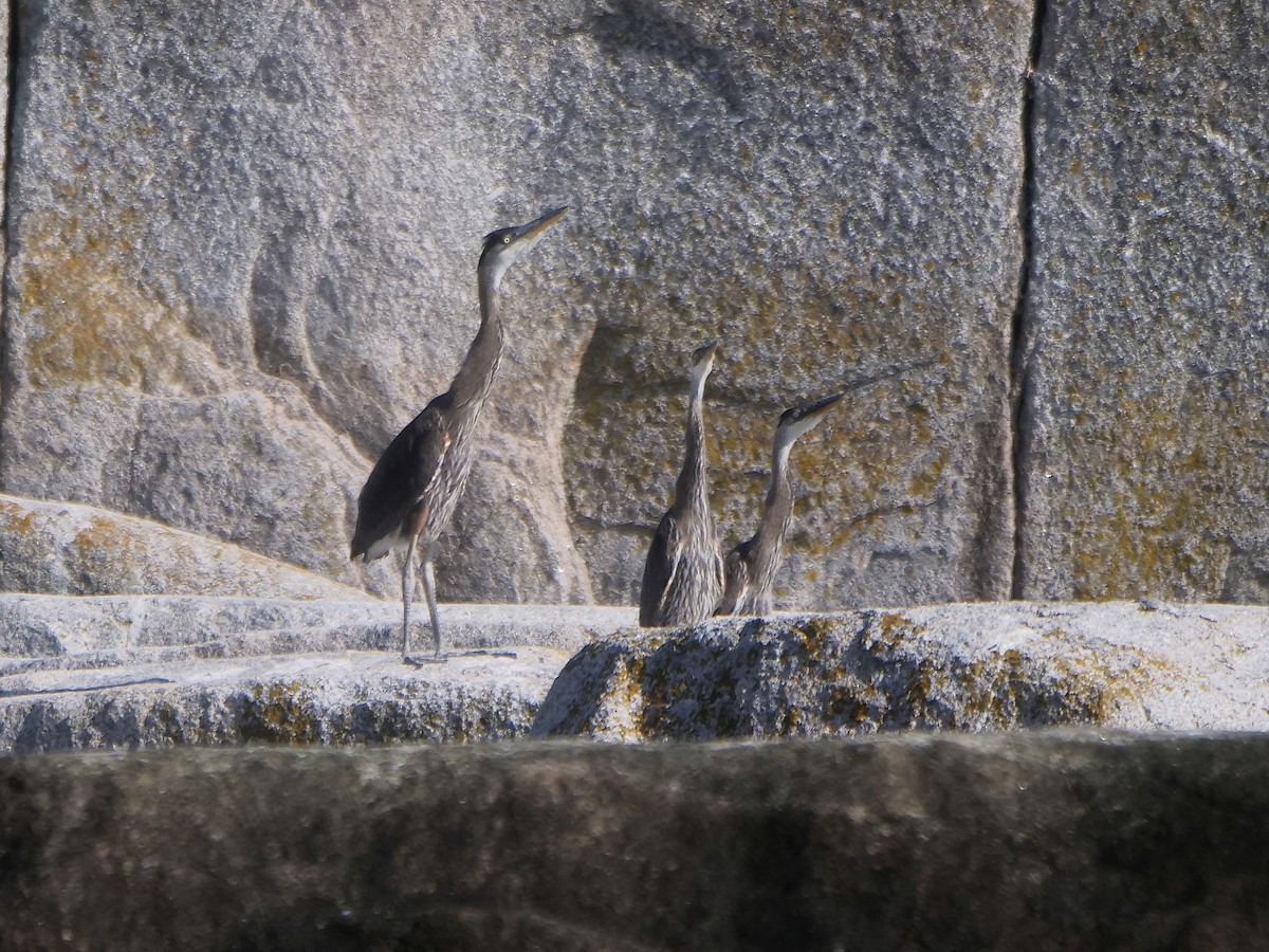 Great Blue Heron - ML638174036