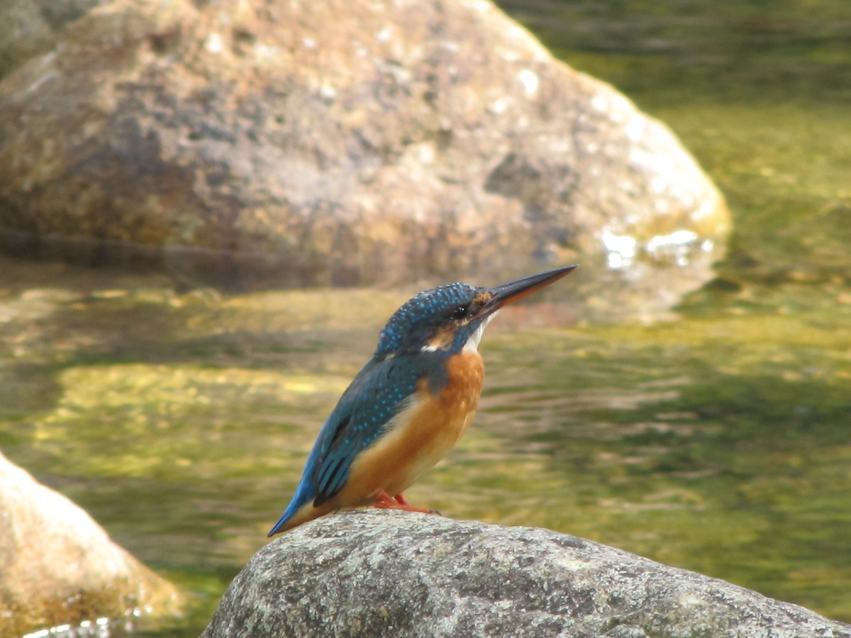 Common Kingfisher - ML638174038