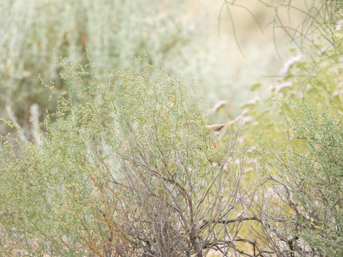 Asian Desert Warbler - ML638174039