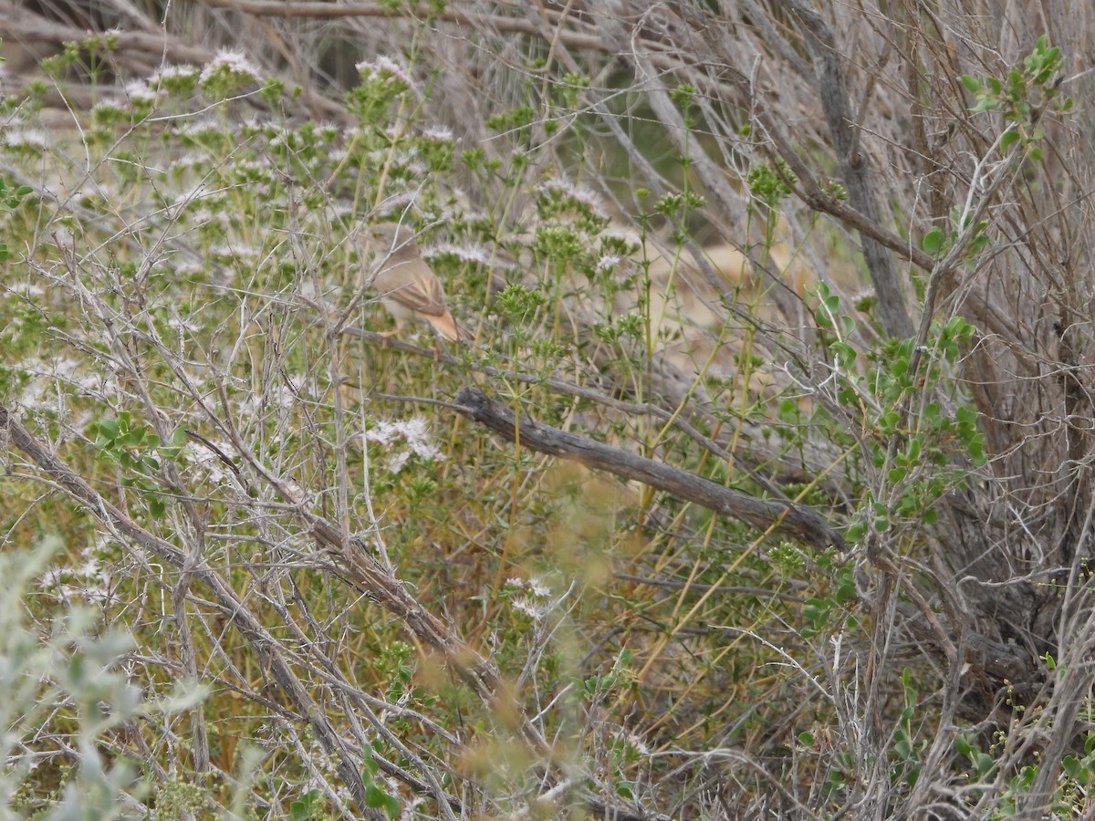 Asian Desert Warbler - ML638174041