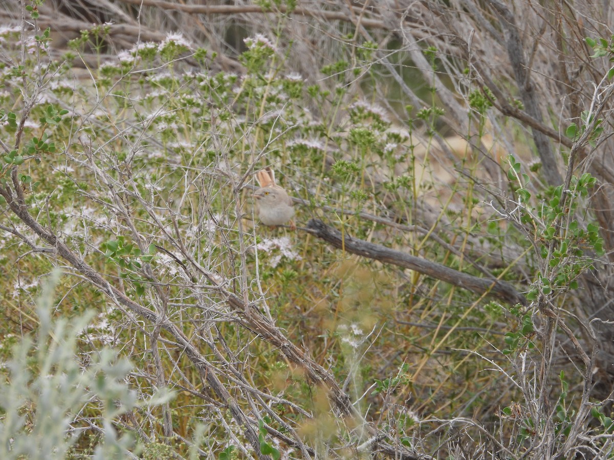 Asian Desert Warbler - ML638174043