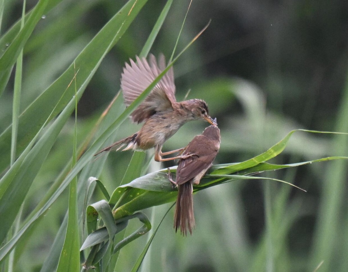 Blunt-winged Warbler - ML638174065