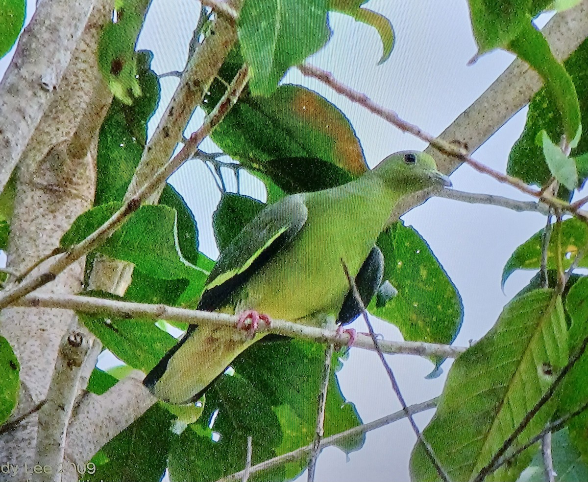 Pink-necked Green-Pigeon - ML638174080
